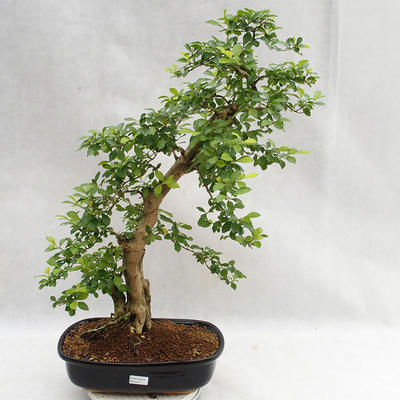 Indoor bonsai - Duranta erecta Aurea PB2191211 - 1