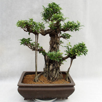 Indoor bonsai - Ficus kimmen - small leaf ficus PB2191216 - 1