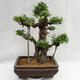Indoor bonsai - Ficus kimmen - small leaf ficus PB2191216 - 1/6