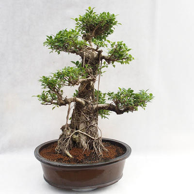 Indoor bonsai - Ficus kimmen - small leaf ficus PB2191217 - 1