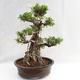 Indoor bonsai - Ficus kimmen - small leaf ficus PB2191217 - 1/6