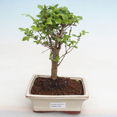 Indoor bonsai -Ligustrum chinensis - Bird's beak PB2201220 - 1