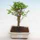 Indoor bonsai -Ligustrum chinensis - Bird's beak PB2201220 - 1/3