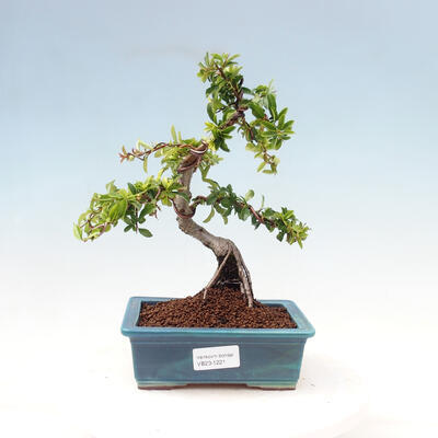 Outdoor bonsai-Pyracanta Teton -Hawthorn - 1