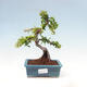 Outdoor bonsai-Pyracanta Teton -Hawthorn - 1/5