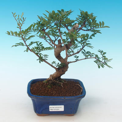 Indoor bonsai-Pistachio PB2191224 - 1