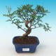 Indoor bonsai-Pistachio PB2191224 - 1/3
