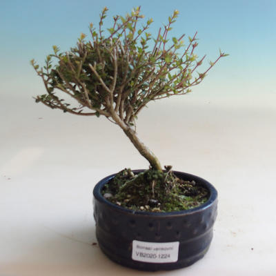 Outdoor bonsai-Lonicera nitida-Honeysuckle - 1