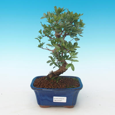 Indoor bonsai-Pistachio PB2191227 - 1
