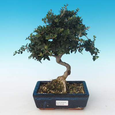 Indoor bonsai - Olea europaea sylvestris -Oliva European small leaf PB2191232 - 1