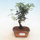 Room bonsai-pistachios - 1/2