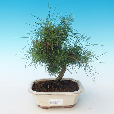 Indoor bonsai-Pinus halepensis-Aleppo pine 405-PB2191238