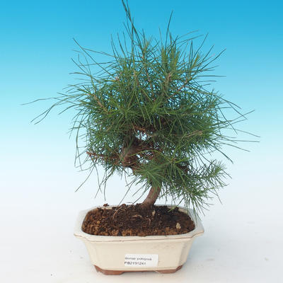 Indoor bonsai-Pinus halepensis-Aleppo Pine 405-PB2191241