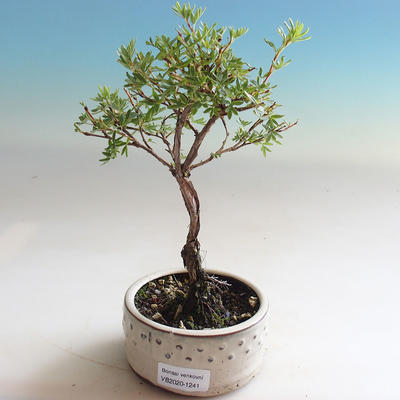 Outdoor bonsai-Cinquefoil - Dasiphora fruticosa yellow - 1
