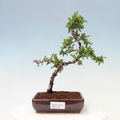 Outdoor bonsai-Pyracanta Teton -Hawthorn - 1