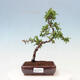 Outdoor bonsai-Pyracanta Teton -Hawthorn - 1/2