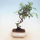 Room bonsai-pistachios - 1/2