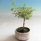 Outdoor bonsai-Cinquefoil - Dasiphora fruticosa yellow - 1/3