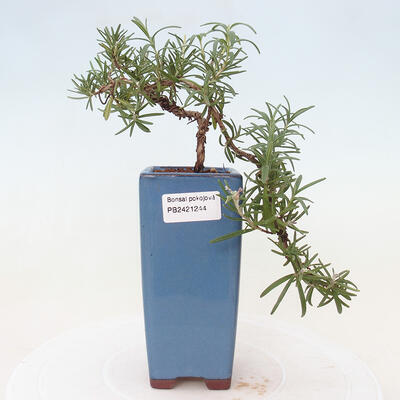 Indoor bonsai - Rosemary-Rosmarinus officinalis - 1