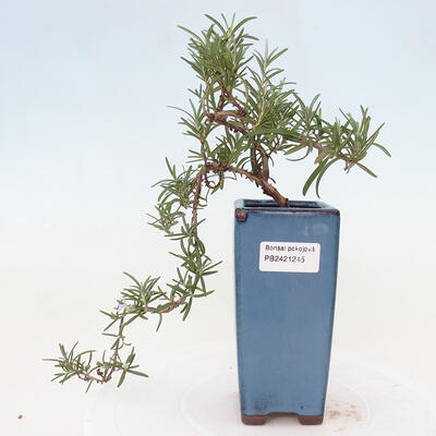 Indoor bonsai - Rosemary-Rosmarinus officinalis - 1