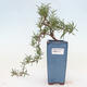 Indoor bonsai - Rosemary-Rosmarinus officinalis - 1/3