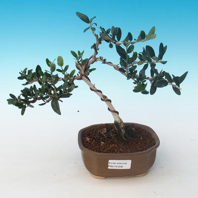 Indoor bonsai - Olea europaea sylvestris -Oliva European small leaf PB2191246 - 1