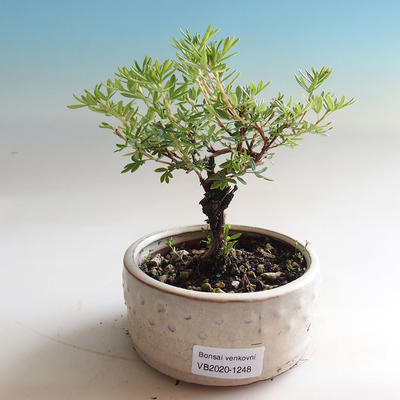 Outdoor bonsai-Cinquefoil - Dasiphora fruticosa yellow - 1