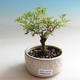 Outdoor bonsai-Cinquefoil - Dasiphora fruticosa yellow - 1/3