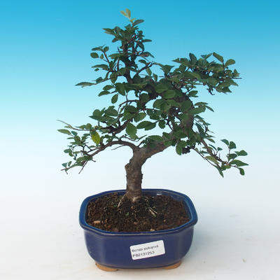 Indoor bonsai - Ulmus parvifolia - Small leaf elm 405-PB2191253 - 1