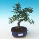 Indoor bonsai - Ulmus parvifolia - Small leaf elm 405-PB2191253 - 1/3