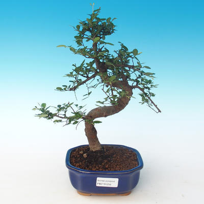 Indoor bonsai - Ulmus parvifolia - Small leaf elm 405-PB2191256 - 1