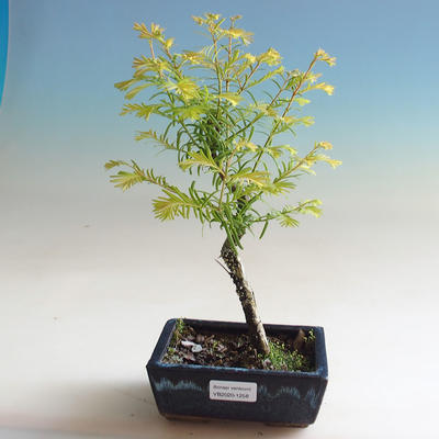 Outdoor bonsai - Yew double row - 1