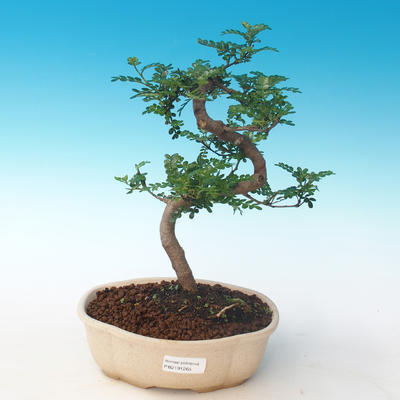 Indoor bonsai - Zantoxylum piperitum - Pepper tree PB2191265 - 1