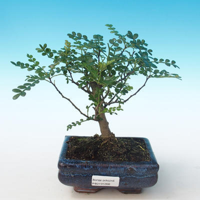 Indoor bonsai - Zantoxylum piperitum - Pepper tree PB2191268 - 1