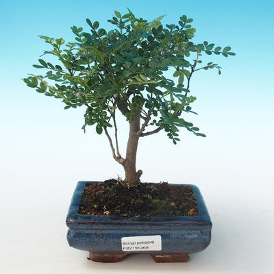 Indoor bonsai - Zantoxylum piperitum - Pepper tree PB2191269 - 1