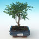 Indoor bonsai - Zantoxylum piperitum - Pepper tree PB2191269 - 1/4