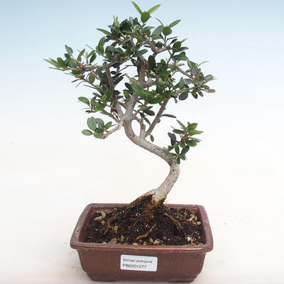Indoor bonsai - Olea europaea sylvestris - European Small-leaved Olive IV2201277 - 1