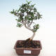 Indoor bonsai - Olea europaea sylvestris - European Small-leaved Olive IV2201277 - 1/5