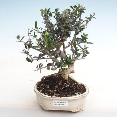 Indoor bonsai - Olea europaea sylvestris - European Small-leaved Olive IV2201279 - 1