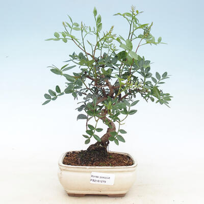 Room bonsai-pistachios - 1