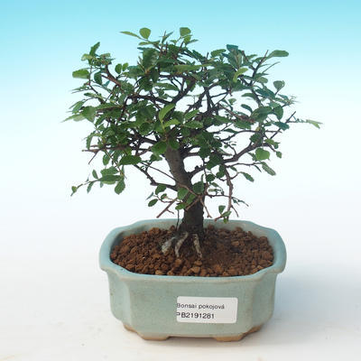 Indoor bonsai-Ulmus Parvifolia-Small leaf elm PB2191281