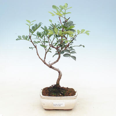Room bonsai-pistachios - 1