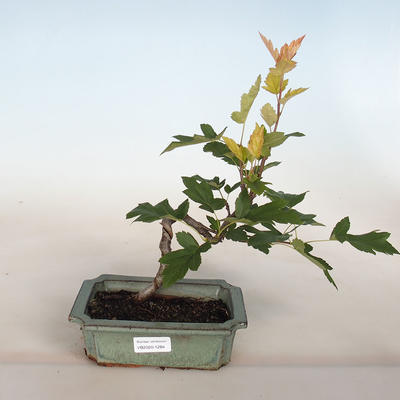 Outdoor bonsai-Ornamental Jabloň-Malus TRiFOLIATA - 1