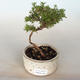 Outdoor bonsai-Cinquefoil - Dasiphora fruticosa yellow - 1/2