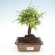Indoor bonsai - Ulmus parvifolia - Small-leaved elm - 1/3
