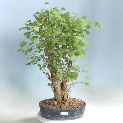 Outdoor bonsai - Ginkgo biloba - 1