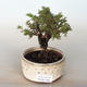 Outdoor bonsai-Cinquefoil - Dasiphora fruticosa yellow - 1/2