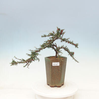 Outdoor bonsai-Cotoneaster microcarpa var.thymifolius-Skalník - 1