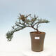 Outdoor bonsai-Cotoneaster microcarpa var.thymifolius-Skalník - 1/5