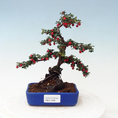 Outdoor bonsai - Cotoneaster horizontalis - Rock tree - 1
